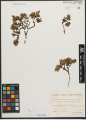 Foto von Salix waldsteiniana Willd.